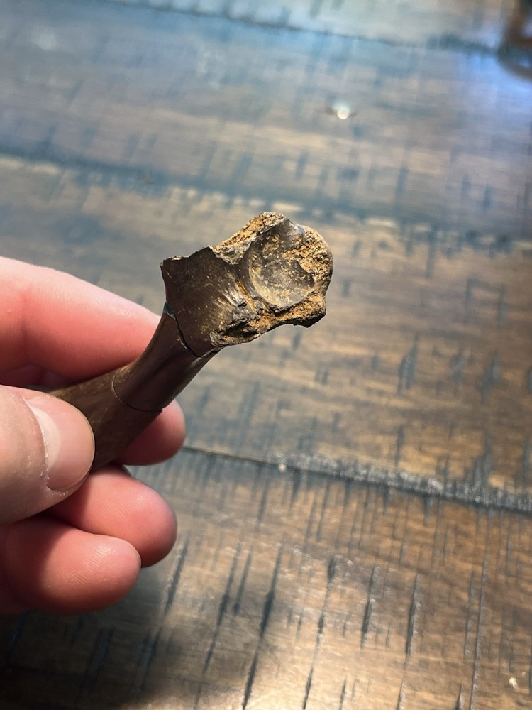 Turtle Humerus Dinosaur Age Fossil Hell Creek Form SD
