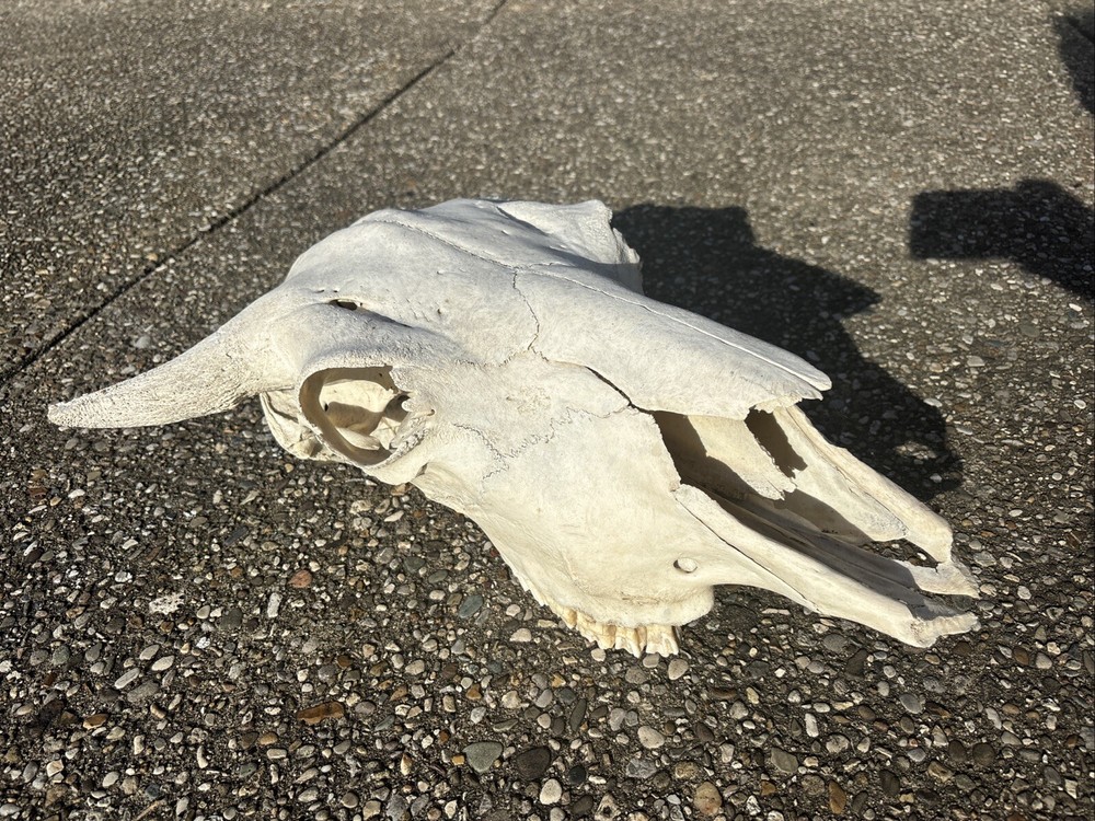 Authentic female Buffalo Skull