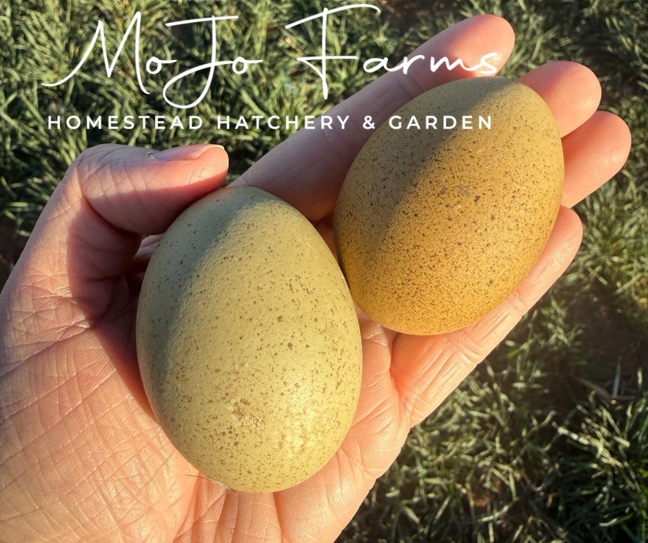 12+ BC1 BC2 Olive Egger Hatching Eggs NPIP Certified