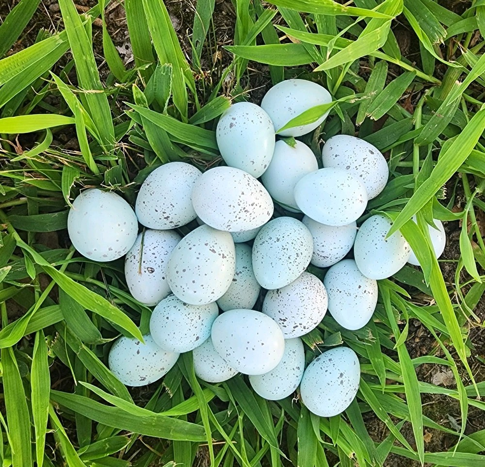 25 + Celadon Coturnix Quail Hatching Eggs (Blue Egg Layers)
