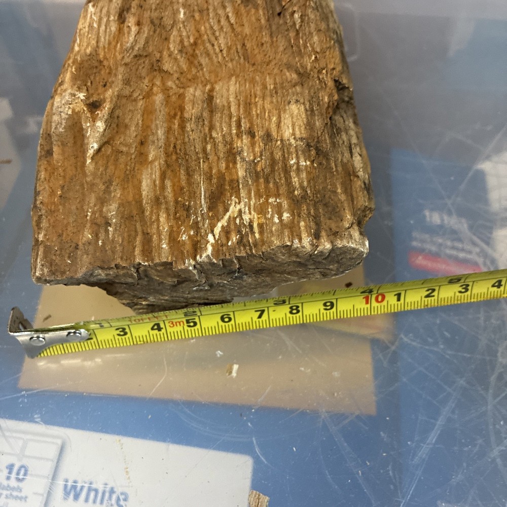 petrified wood rough