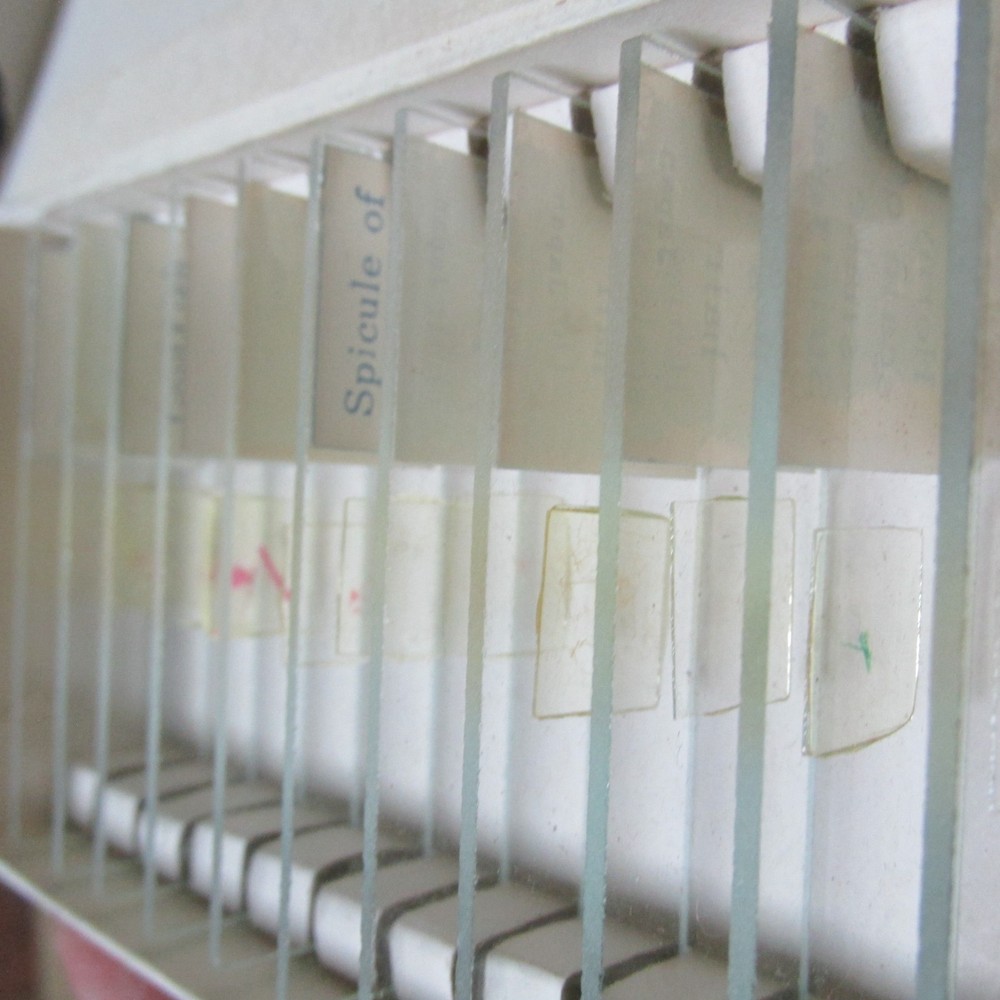 PREPARED SLIDES SPECIMEN SAMPLES JAPAN CCP MICROSCOPE PART ANIMALS "AS PICTURED"