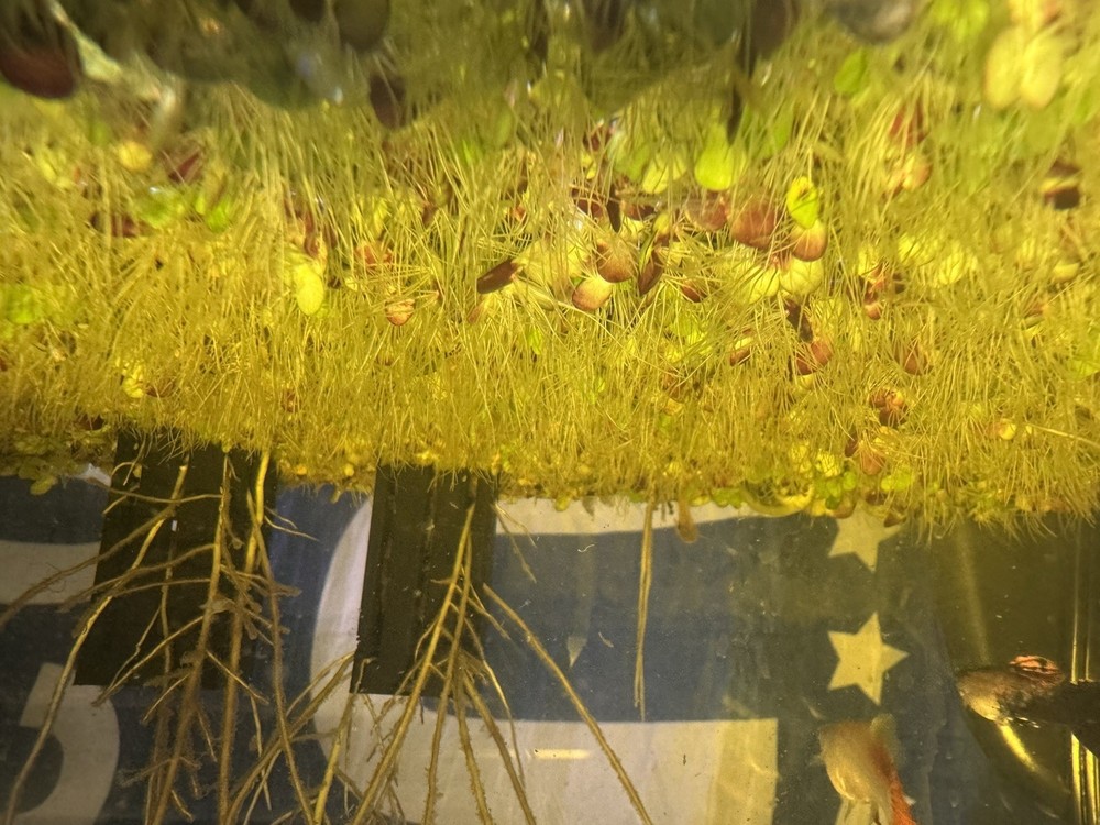 100+ GIANT Duckweed