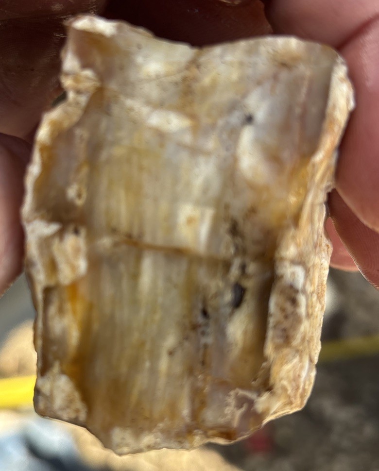 Colorful petrified wood