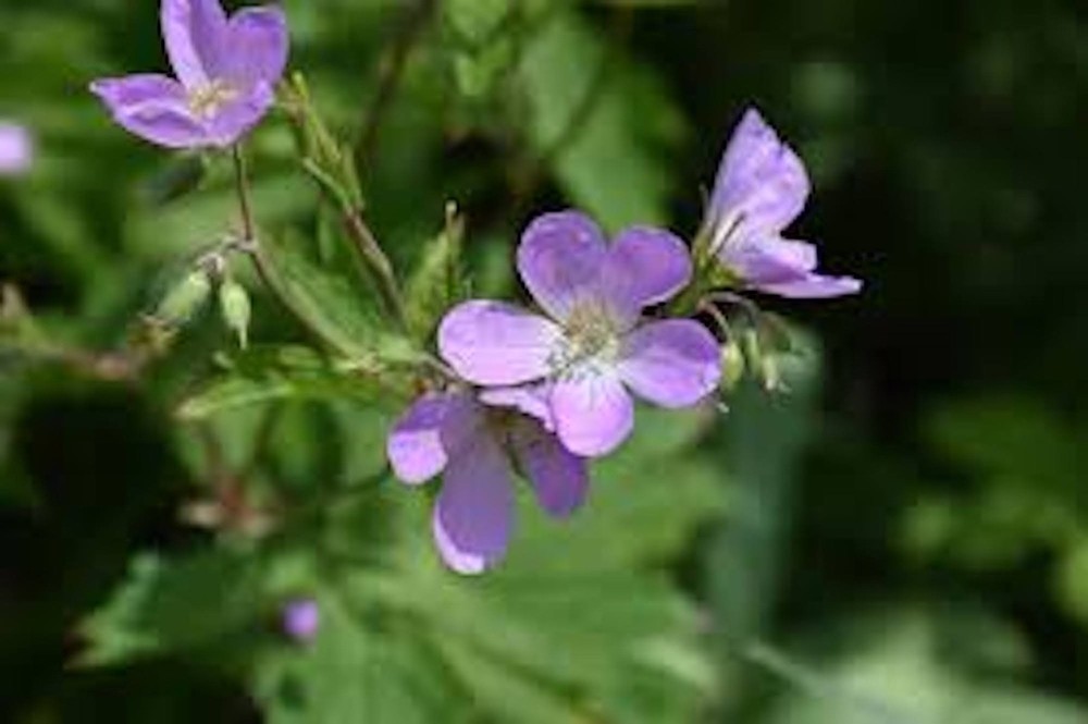 5 Wild Geranium Cranesbill Bare Roots Wildflower