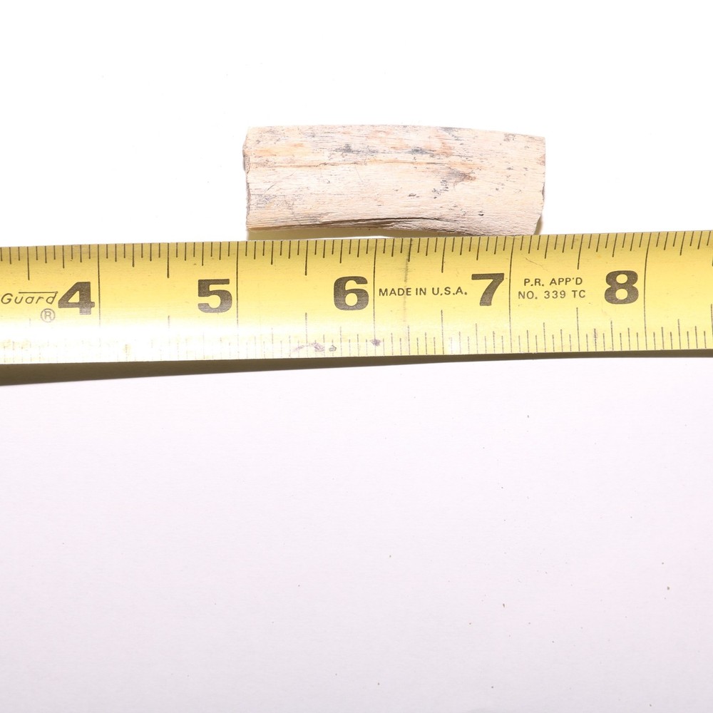 Small Dinosaur Rib Partial - Authentic Fossil Hell Creek Formation Cretaceous