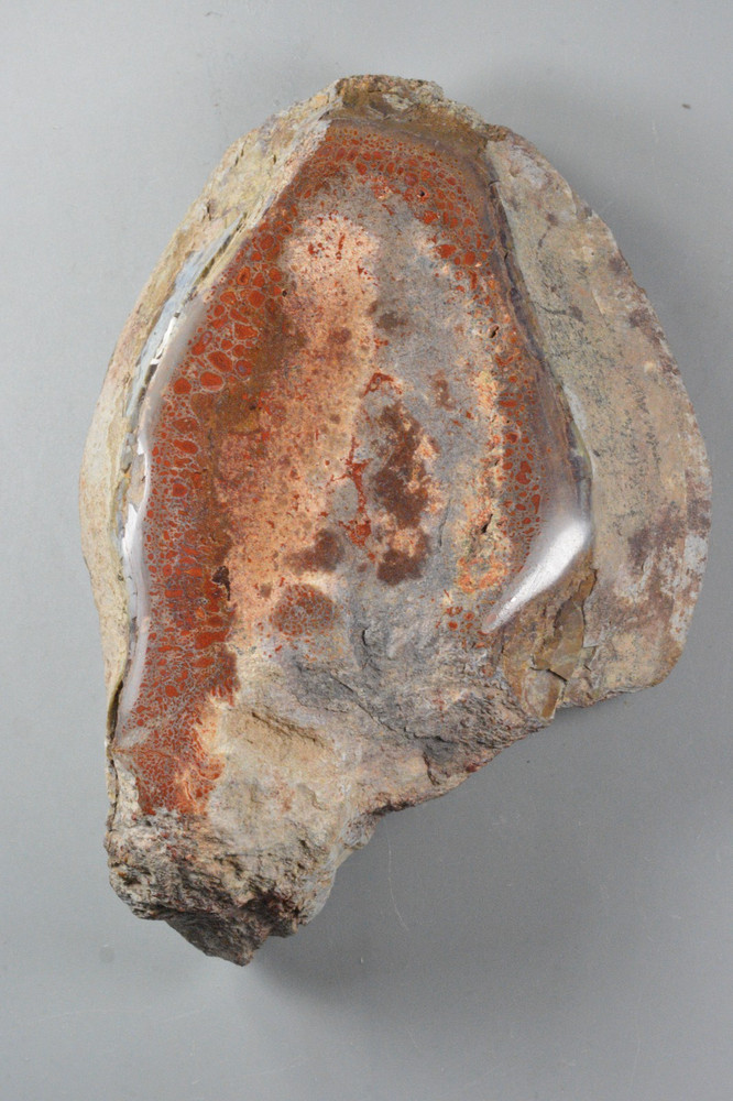 Allosaurus Vertebrae, Agatized Dinosaur Bone, Morrison Formation, Utah
