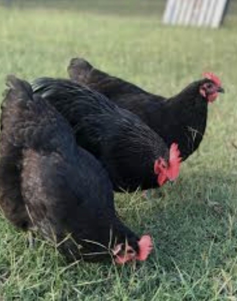 12 (BBS) Maran Hatching Eggs