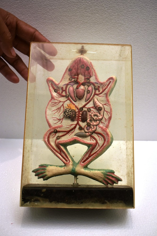 Vintage Anatomical Frog Model in Transparent Case Educational Craft Display
