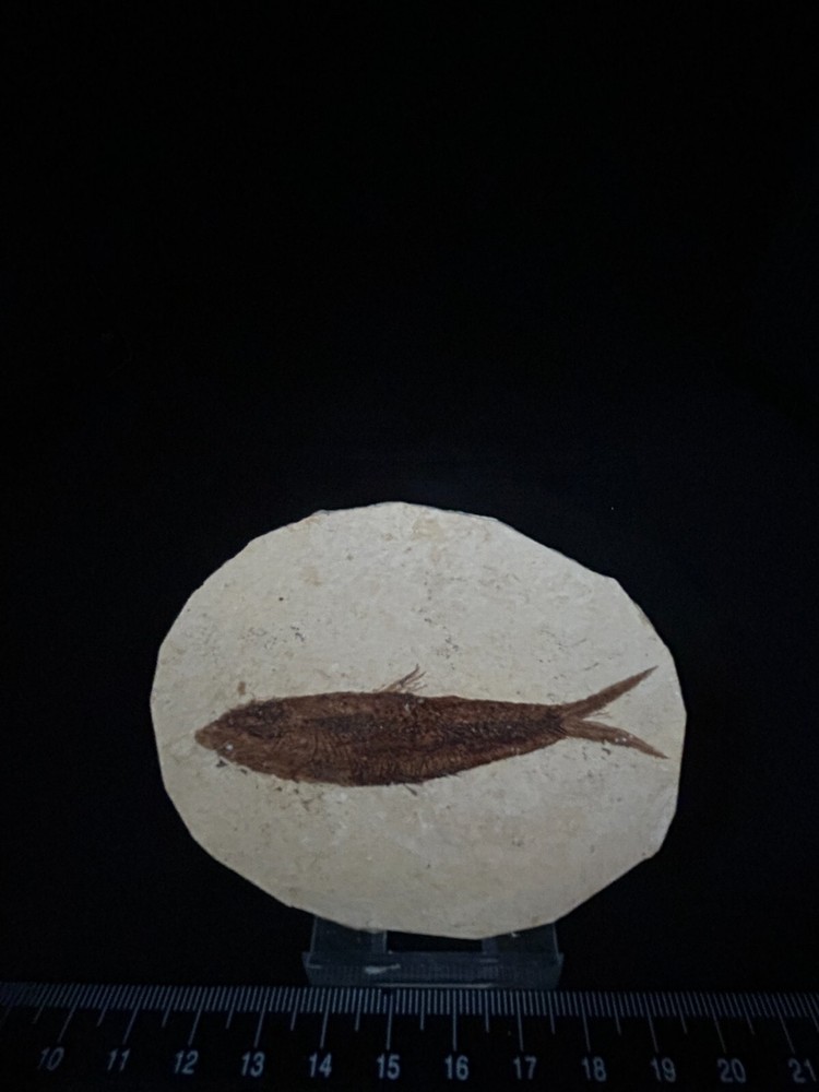 Fossil Fish