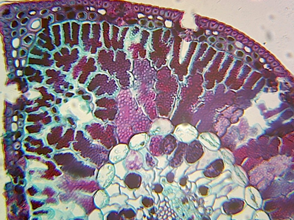 Pine (Gymnosperms) Single-Needle Leaf; Showing Vascular Tissues; Cross Section