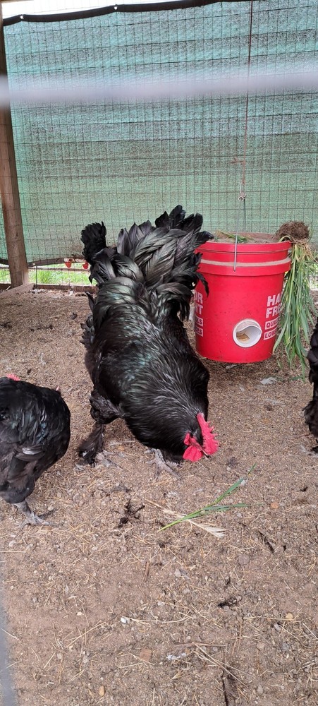 6 Croad Langshan Hatching Eggs (Black)