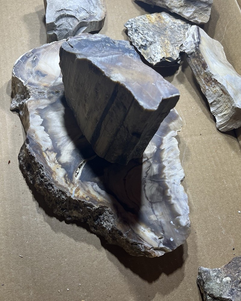 Petrified wood slab & random chunks