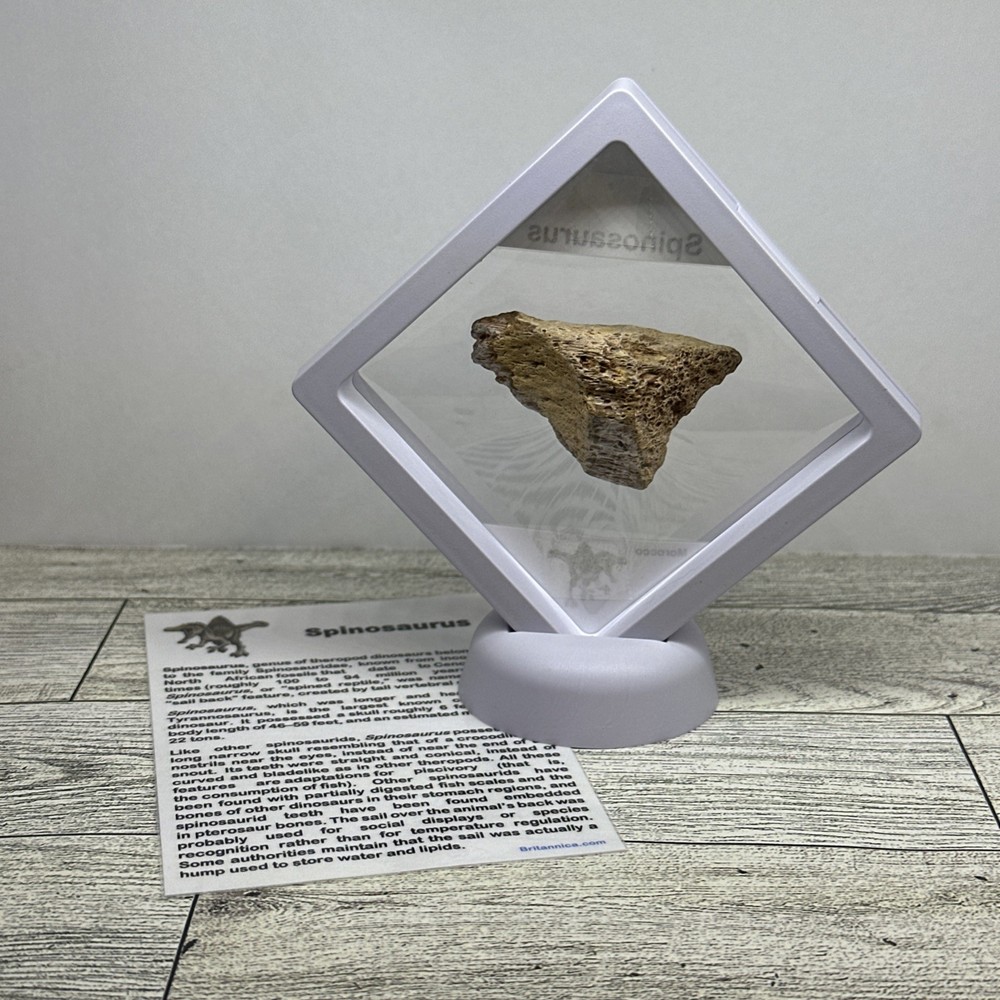 Spinosaurus Extinct Dinosaur Bone Fossil in Display Case