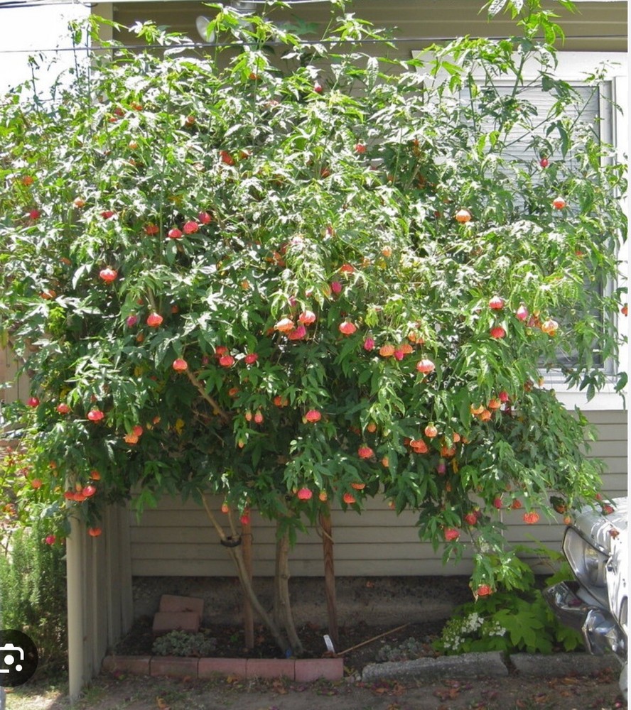 Tiger Eye Abutilon Flowering Maple SMALL ROOTED STARTER Plant