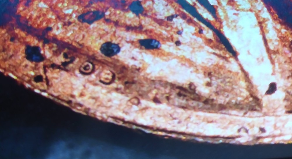 2023 Lincoln Cent Extra V Error Coin