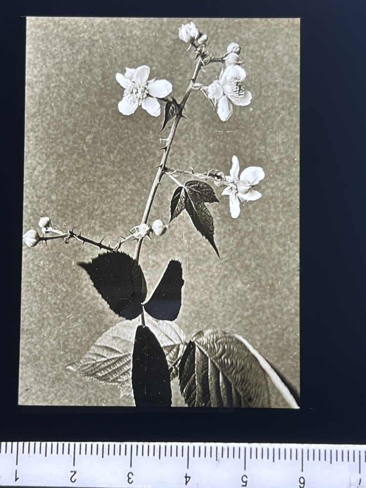 Magic Lantern Slide still life Highbush Blackberry