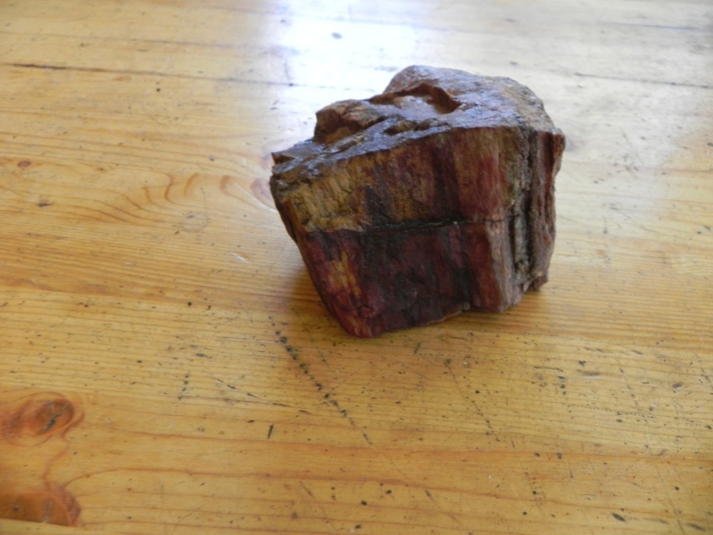 Petrified wood 2.4 pounds