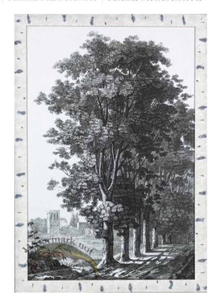 Birch Woods Frame Moulding (Wood) 18ft Bundle