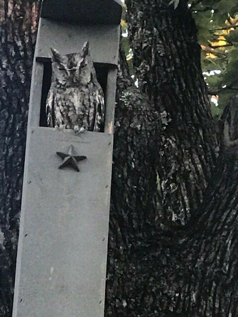 Veteran made Owl Nesting Box - Screech Owl House