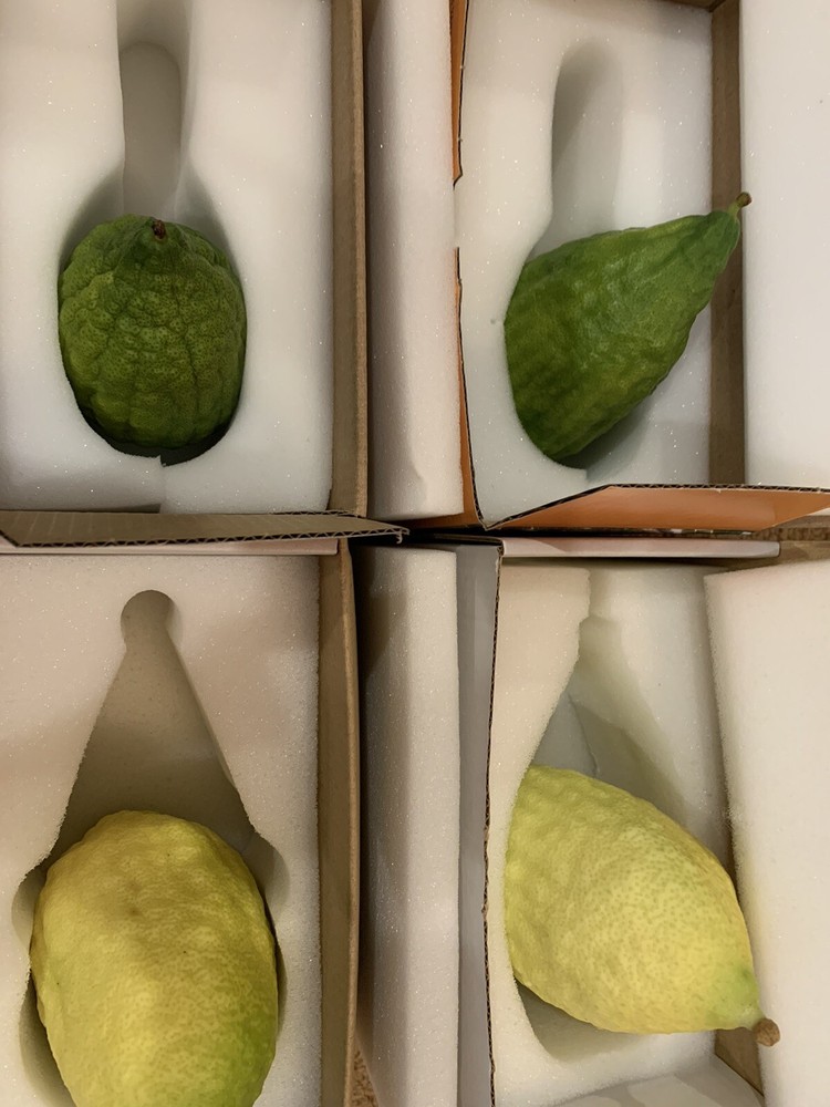 Kosher Lulav and Etrog set from Israel/Morocco - Basic Set Kosher + extra aravot