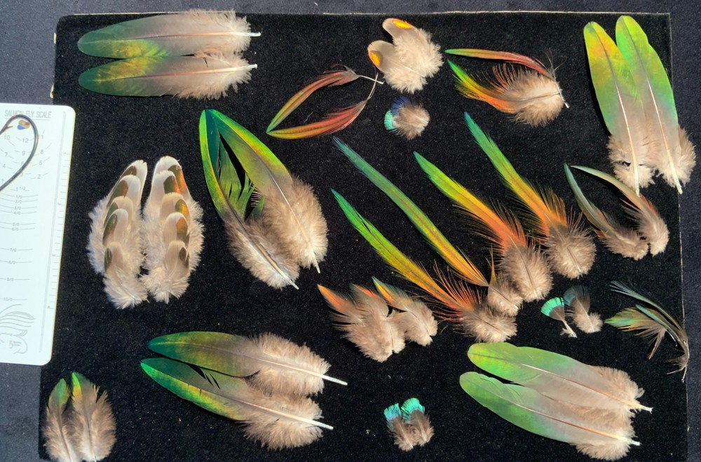 Fruit Pigeon  feathers