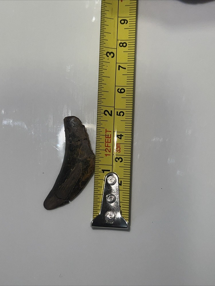 T-rex tooth