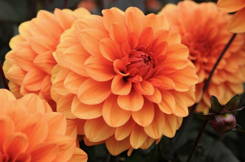 1 - David Howard Decorative Dahlia Flower Bulb Tuber