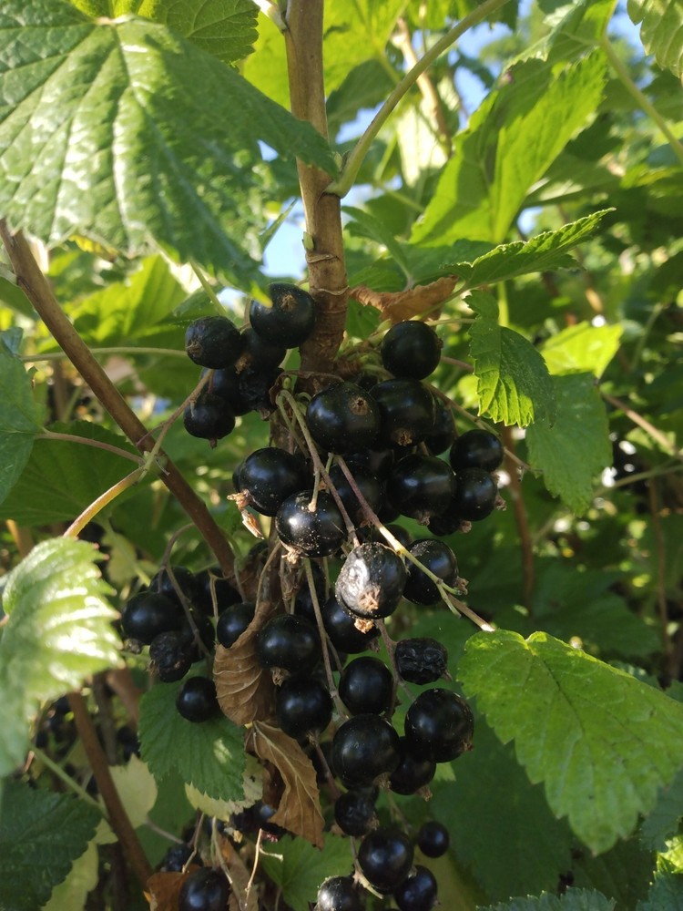 Black Currant Plant - Tiben