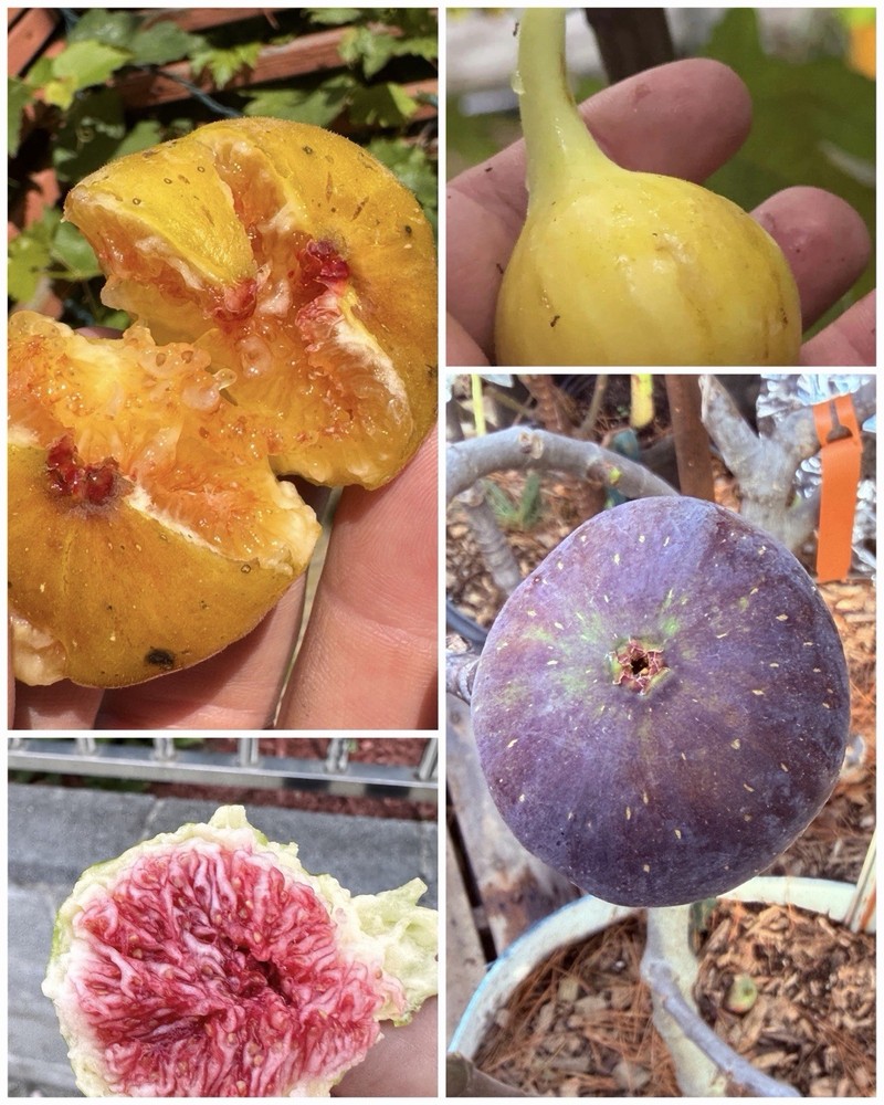 Fig Tree Cuttings -Select Variety Figs to Choose From