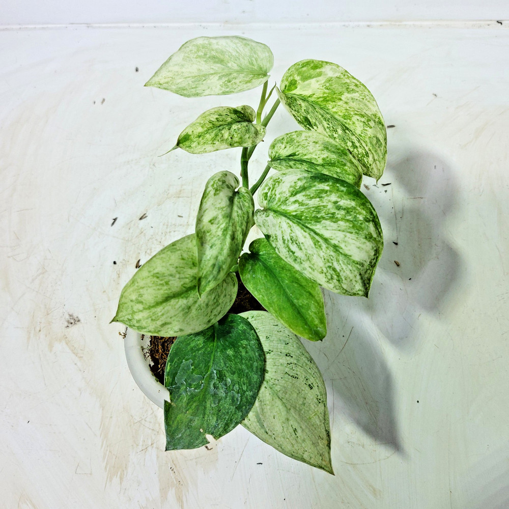 Scindapsus Mangurai Variegated Free Phyto