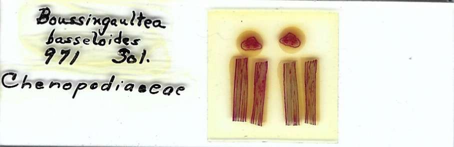 Boussingaultea basseloides Microscope Slide