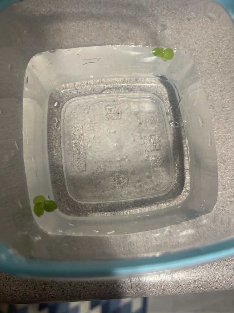 Duck Weed *bonus Floater*