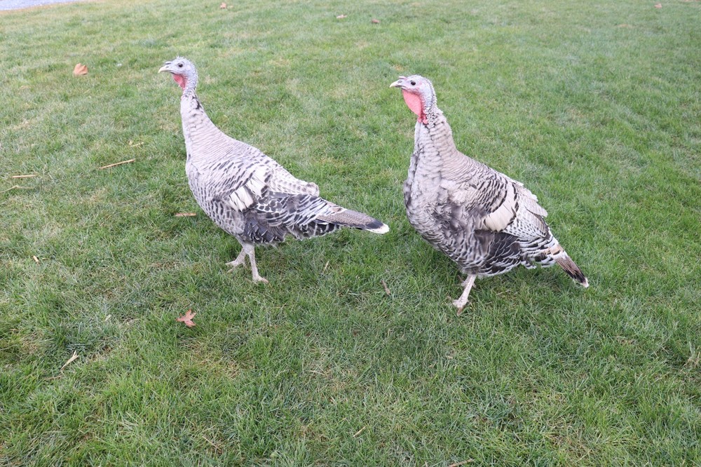 6 Narragansett Turkey Hatching Eggs Laying Now