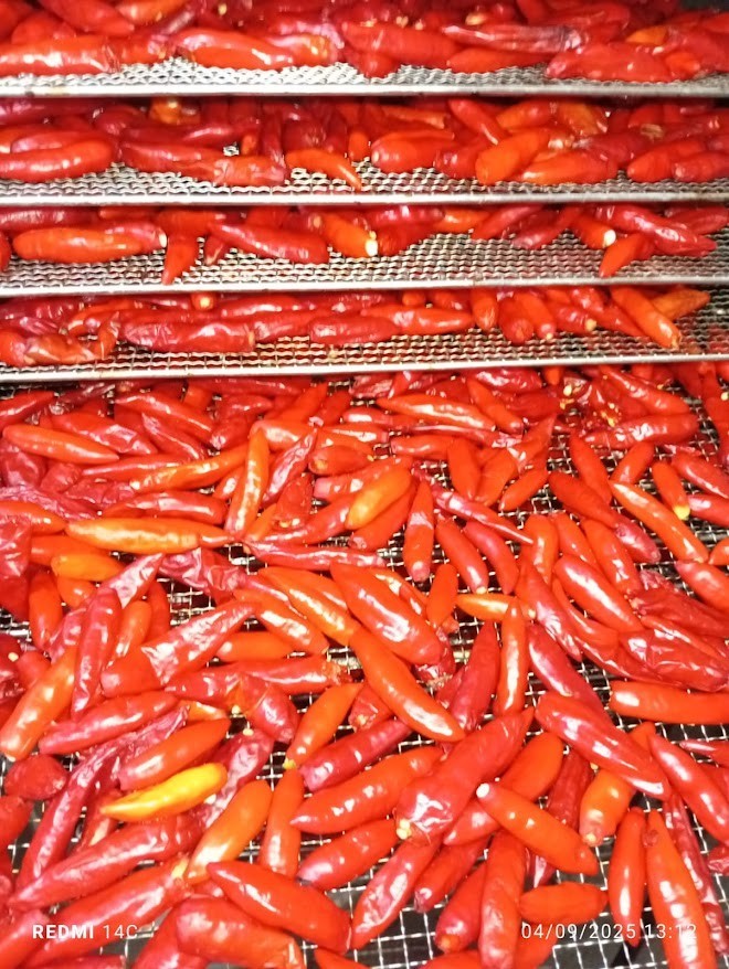 🔥 Premium Tabasco Chili Flakes – Small Batch • Artisan Process • Net Wt. 1.5 oz