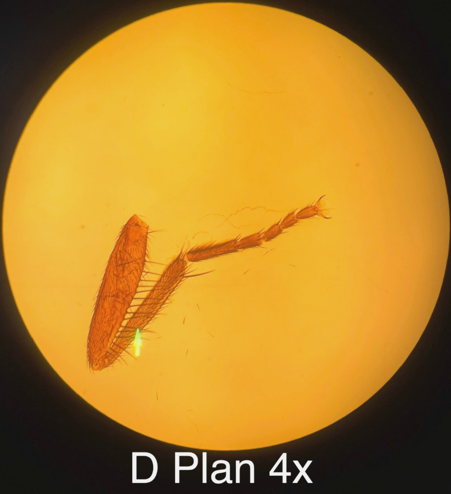 Olympus BH-2 BHUT Dual Viewing Teaching Microscope W/ D Plan Objectives