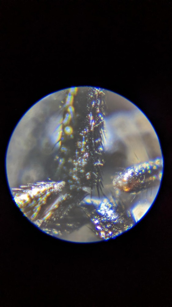 Carson MicroFlip 100x-250x LED & UV Lighted Pocket Microscope Handheld Digital