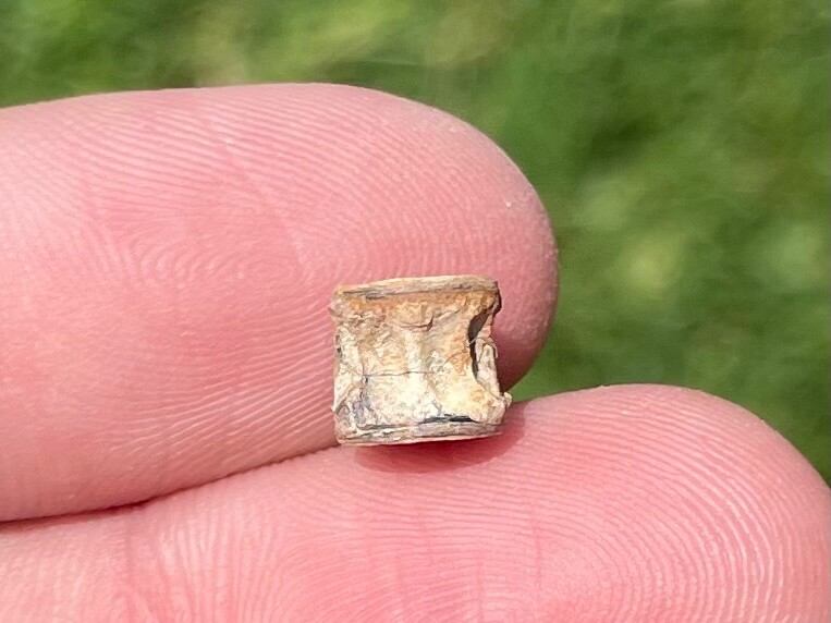 Texas Fossil Fish Vertebrae Cretaceous Age