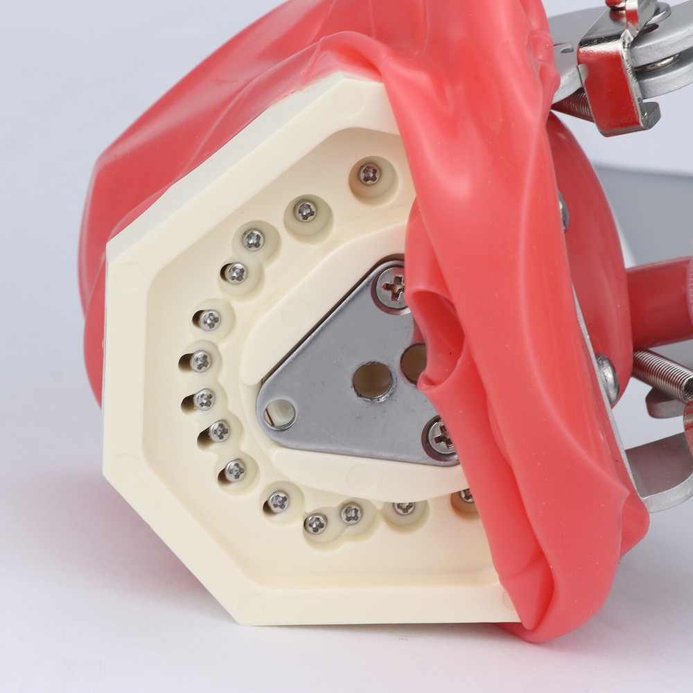 Dental Simulator Mannequin Head Teeth Model Bench-Mounted for Dental Training