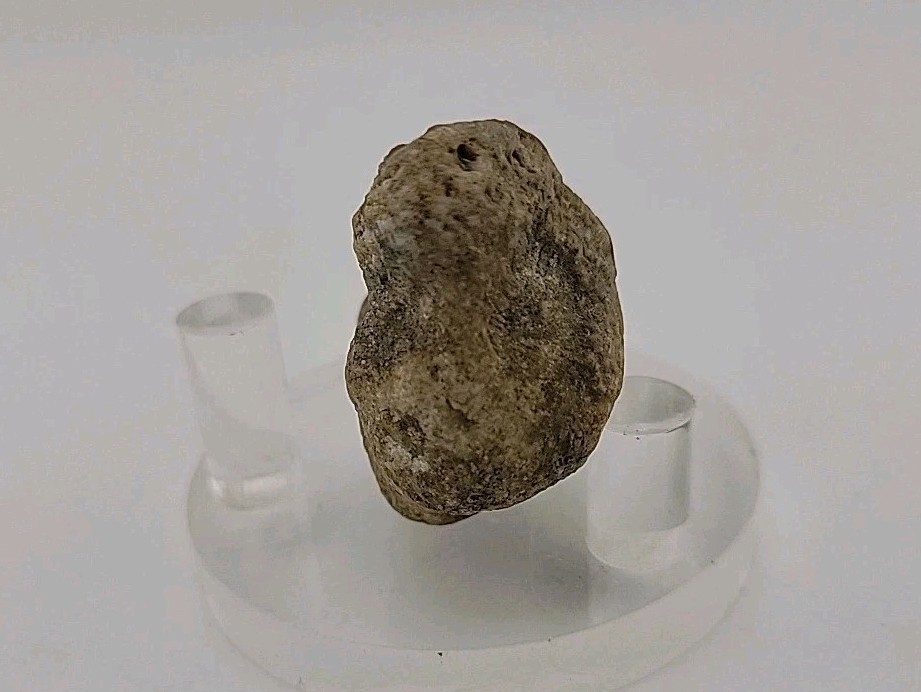 Real Permineralized Lizard 🦎 Egg Fossil