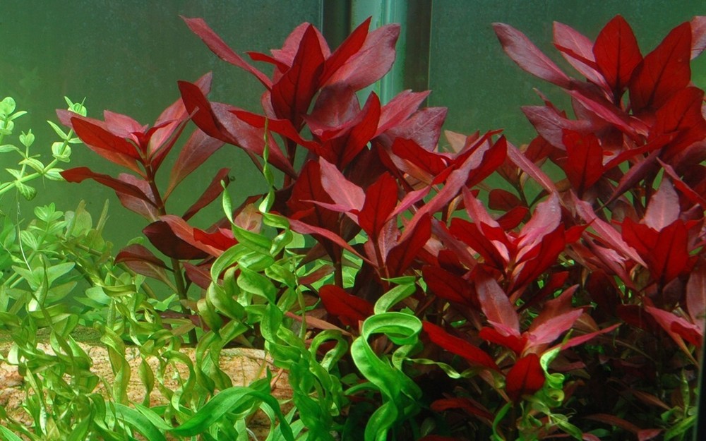 Ludwigia Repens (Rubin) Live Aquarium Plants