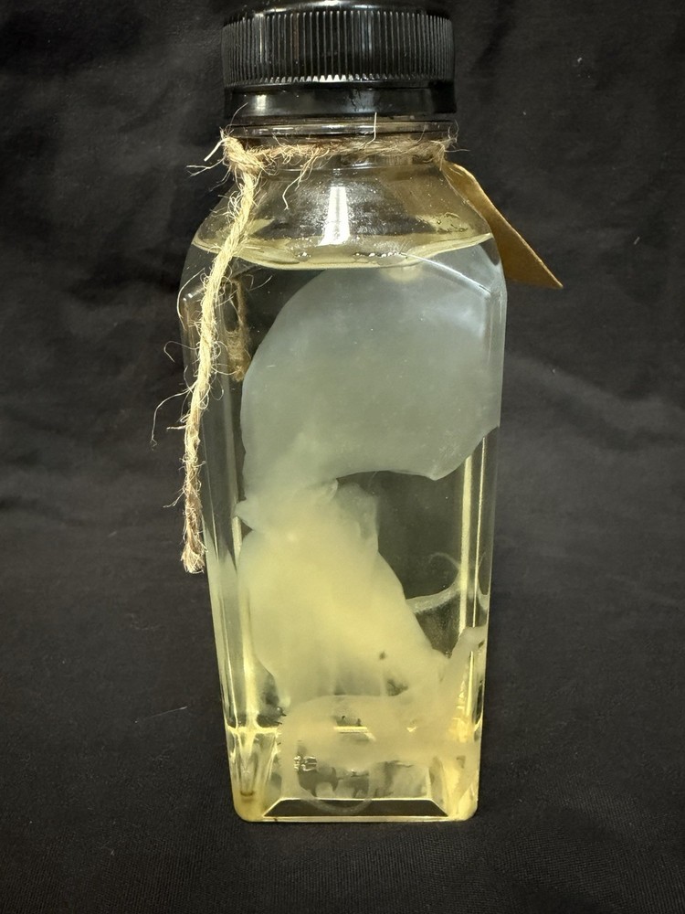 Diaphonized Octopus Specimen in Clear Preservative Jar Unique Display Science