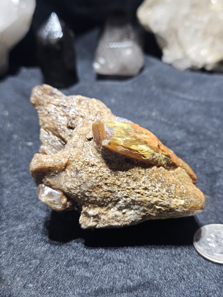 Petrified Limb Specimen Natural Form (10.6oz)