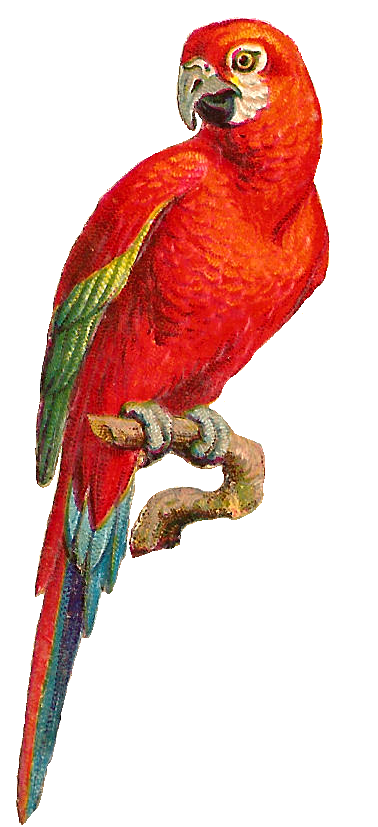 Temporary Tattoos - Parrot (approx. 5" each)