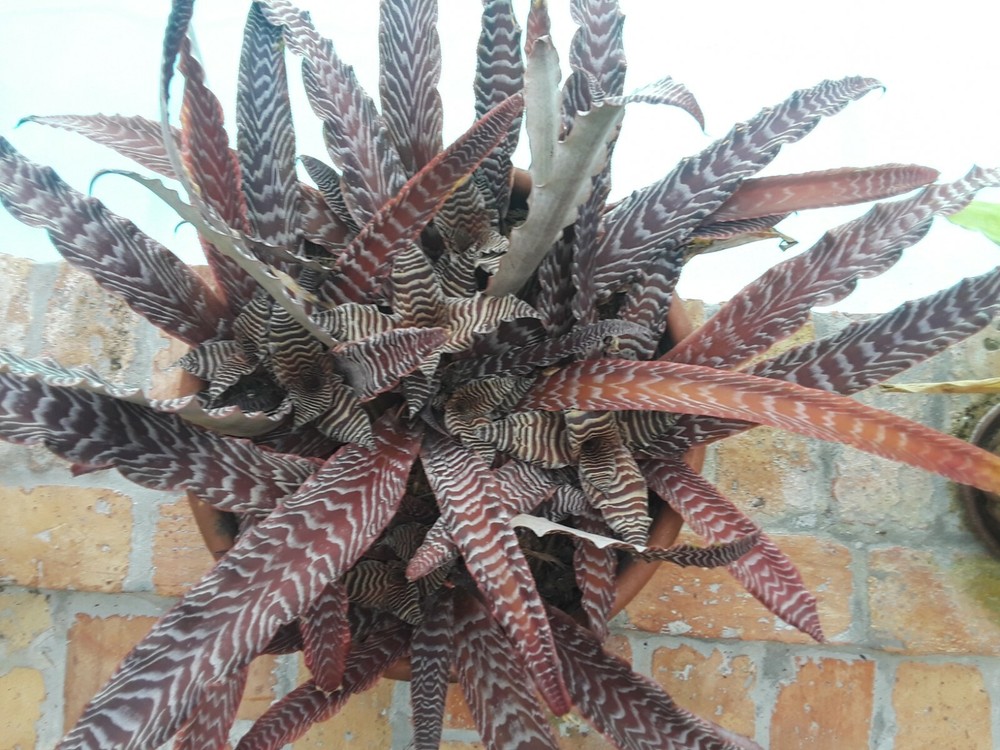 Cryptanthus PHEASANT TAIL Bromeliad one tropical plant *MEDIUM*