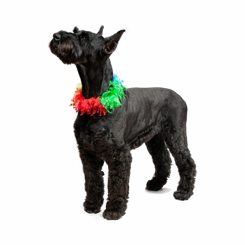 Midlee Rainbow Decorative Dog Collar