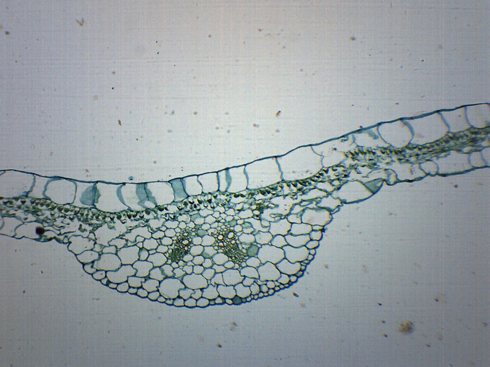 Begonia Leaf - CS - Prepared Slide - 75x25mm - Eisco Labs
