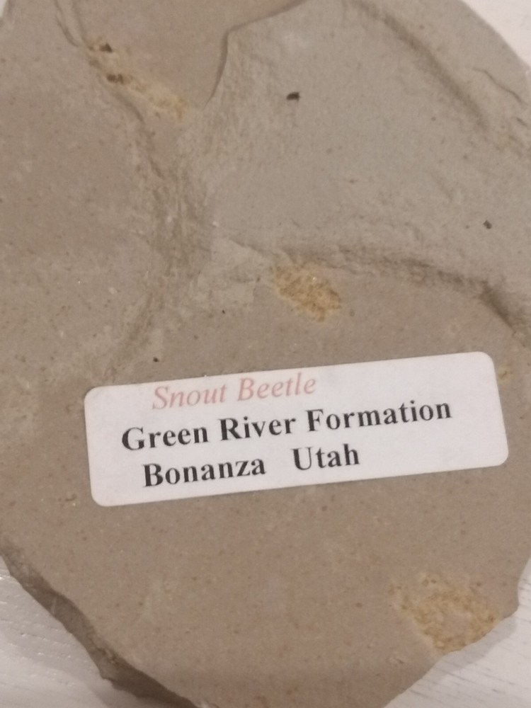 Snout Beetle Fossil - Green River Formation, Utah