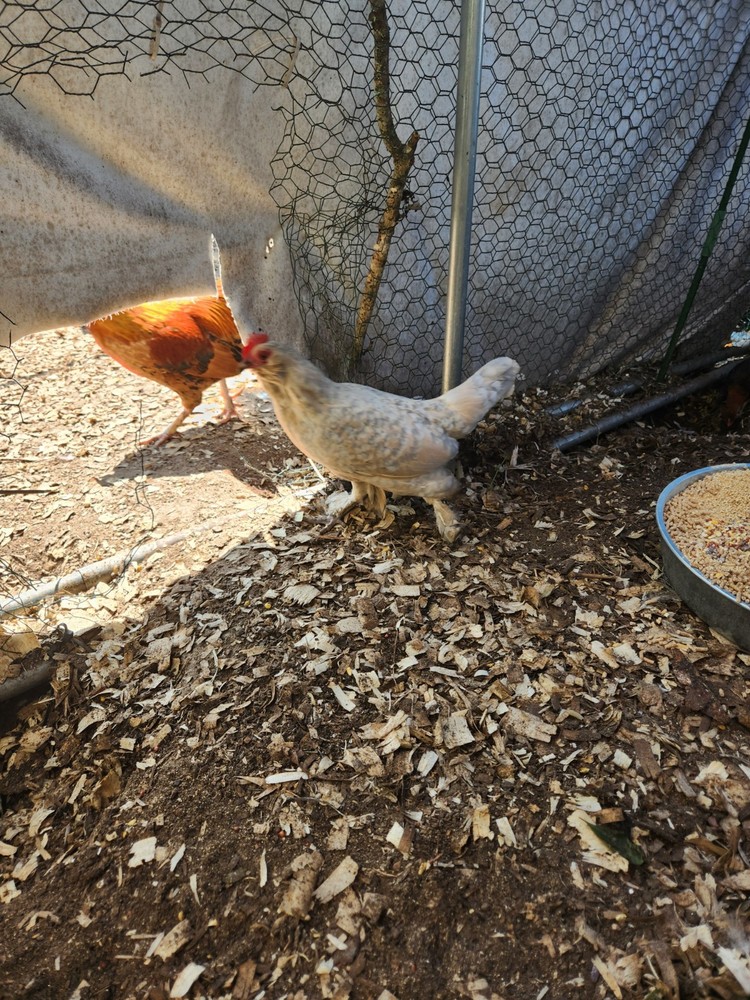 Bantam mystery egg Hatch 18 eggs