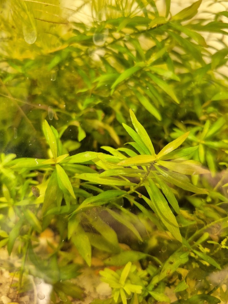 Rare Narrow Leaf Ludwigia variation